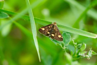 <i>Pyrausta aurata</i>
