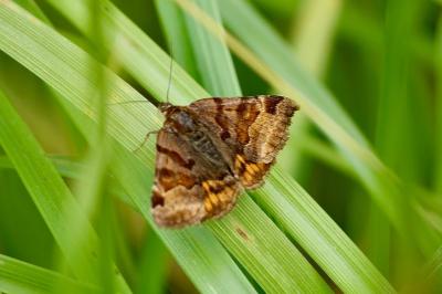 <i>Euclidia glyphica</i>