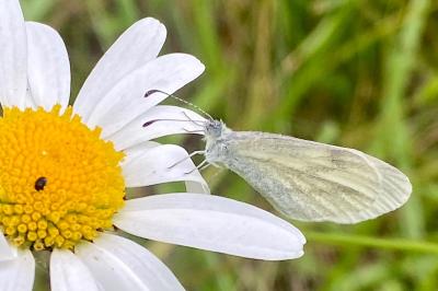 <i>Leptidea sinapis</i>