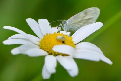 <i>Leptidea sinapis</i>