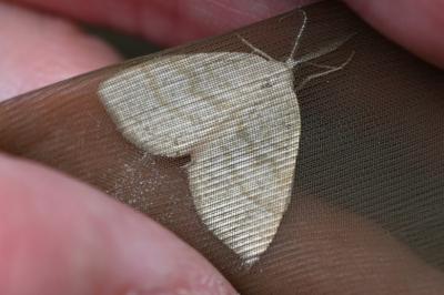 <i>Cabera exanthemata</i>