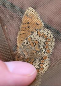 <i>Melitaea phoebe</i>