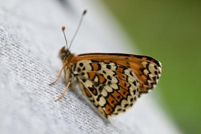 <i>Melitaea cinxia</i>