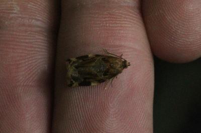 <i>Archips xylosteana</i>