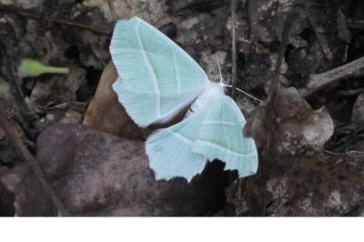 <i>Hemistola chrysoprasaria</i>