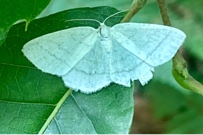 <i>Cabera pusaria</i>