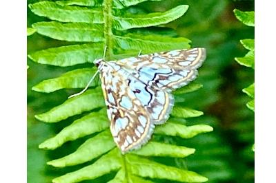<i>Elophila nymphaeata</i>