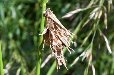 <i>Canephora hirsuta</i>