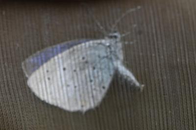 <i>Cupido alcetas</i>