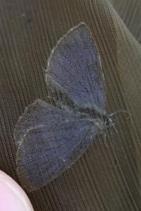 <i>Cupido alcetas</i>