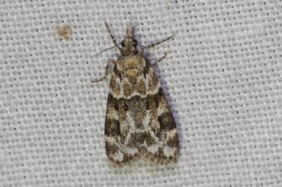 <i>Eudonia delunella</i>