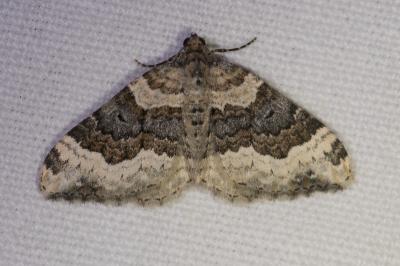 <i>Epirrhoe galiata</i>