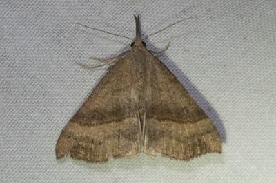<i>Hypena proboscidalis</i>