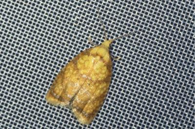 <i>Acleris bergmanniana</i>