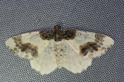 <i>Ligdia adustata</i>