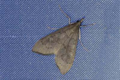 <i>Mecyna asinalis</i>