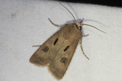 <i>Agrotis exclamationis</i>
