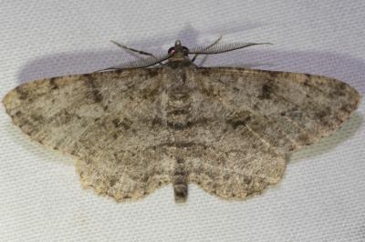 <i>Peribatodes rhomboidaria</i>