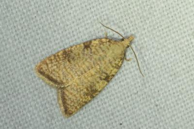 <i>Aleimma loeflingiana</i>