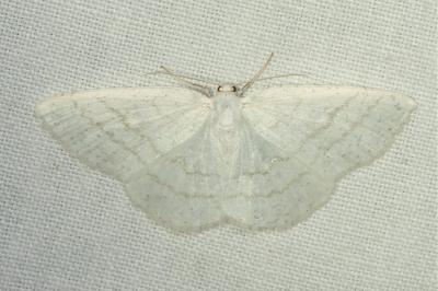 <i>Cabera pusaria</i>