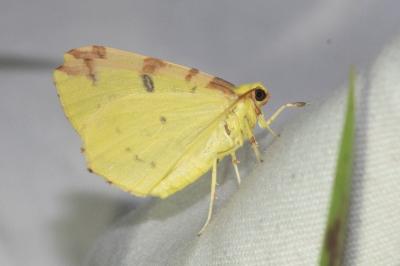 <i>Opisthograptis luteolata</i>