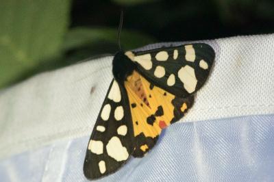 <i>Arctia villica</i>