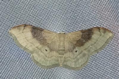 Idaea degeneraria