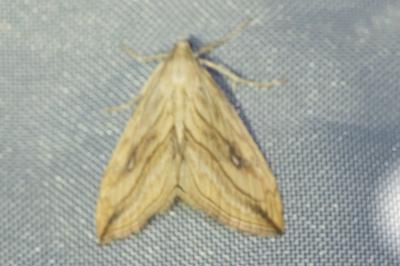 <i>Evergestis forficalis</i>