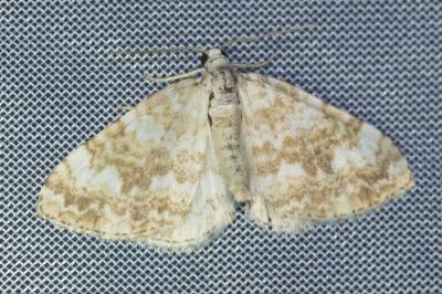 <i>Perizoma flavofasciata</i>