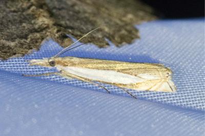 <i>Crambus pascuella</i>