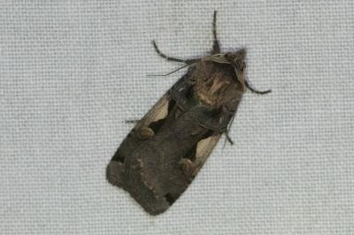 <i>Xestia c-nigrum</i>
