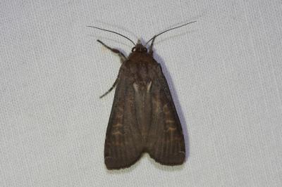 <i>Noctua pronuba</i>