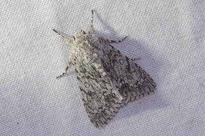 <i>Acronicta aceris</i>