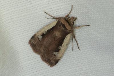 <i>Ochropleura plecta</i>