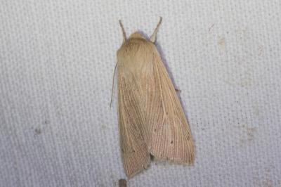 <i>Mythimna pallens</i>