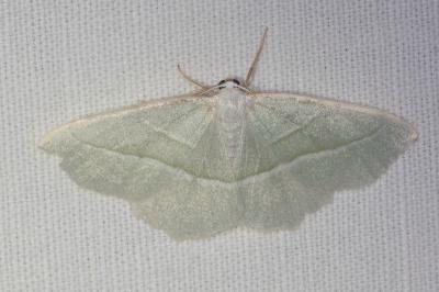 <i>Campaea margaritaria</i>