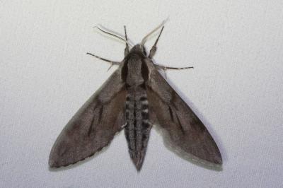 <i>Hyloicus pinastri</i>