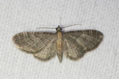 <i>Eupithecia haworthiata</i>