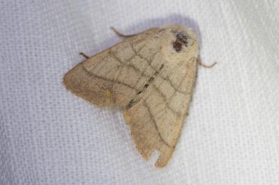 <i>Charanyca trigrammica</i>
