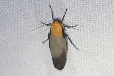 <i>Lithosia quadra</i>