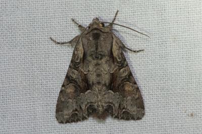 <i>Lacanobia w-latinum</i>
