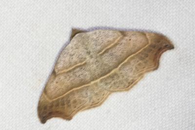 <i>Laspeyria flexula</i>