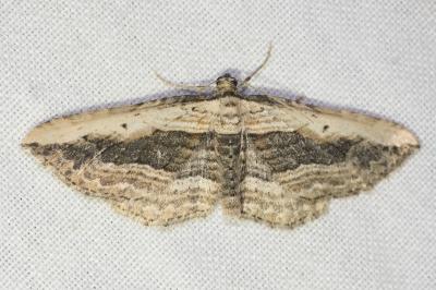 <i>Horisme vitalbata</i>