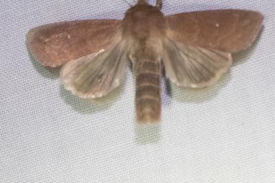 <i>Mythimna albipuncta</i>
