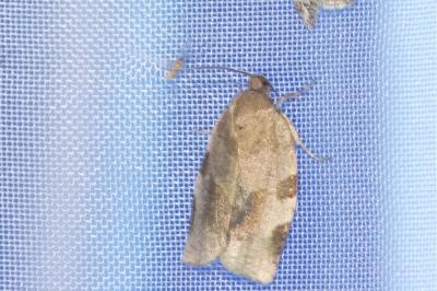 <i>Choristoneura hebenstreitella</i>