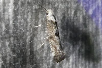 <i>Paraswammerdamia albicapitella</i>