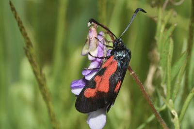<i>Zygaena trifolii</i>
