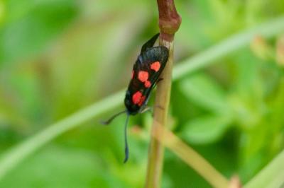 <i>Zygaena trifolii</i>
