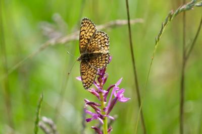 <i>Melitaea cinxia</i>