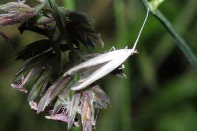 <i>Coleophora</i>